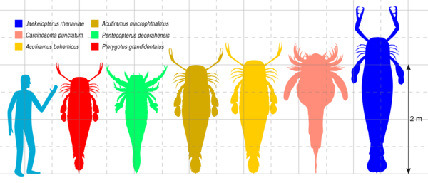 Size comparison of six of the largest eurypterids (sea scorpions).  Image Credit: Slate Weasel